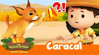 Can this wild CAT survive on its OWN?!  | Caracal | Leo the Wildlife Ranger | #compilation