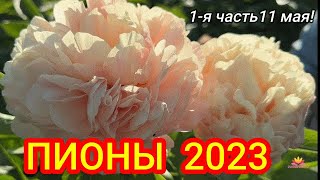 Цветение пионов 11 мая 2023 года / Сад Ворошиловой