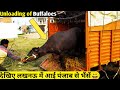 Unloading of Buffaloes of Punjab in Lucknow,UP / देखिए लखनऊ में आई पंजाब की शानदार दुधारू भैंसें😀