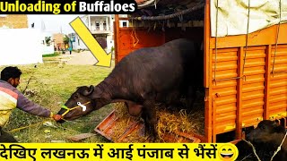 Unloading Of Buffaloes Of Punjab In Lucknow,Up दखए लखनऊ म आई पजब क शनदर दधर भस