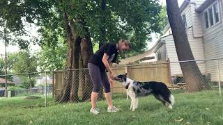 Week 3 Warm Up: Bows, Paws & Jump Ups