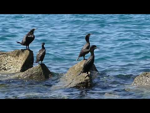 Trieste, Barcola – Topolini