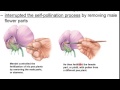 Genetics part 1  discoveries of gregor mendel