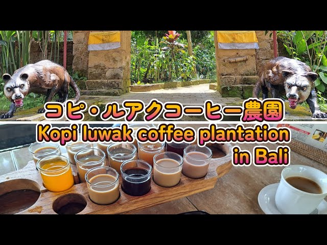 バリ島旅行 おすすめ コピ・ルアク コーヒー農園 Kopi luwak coffee