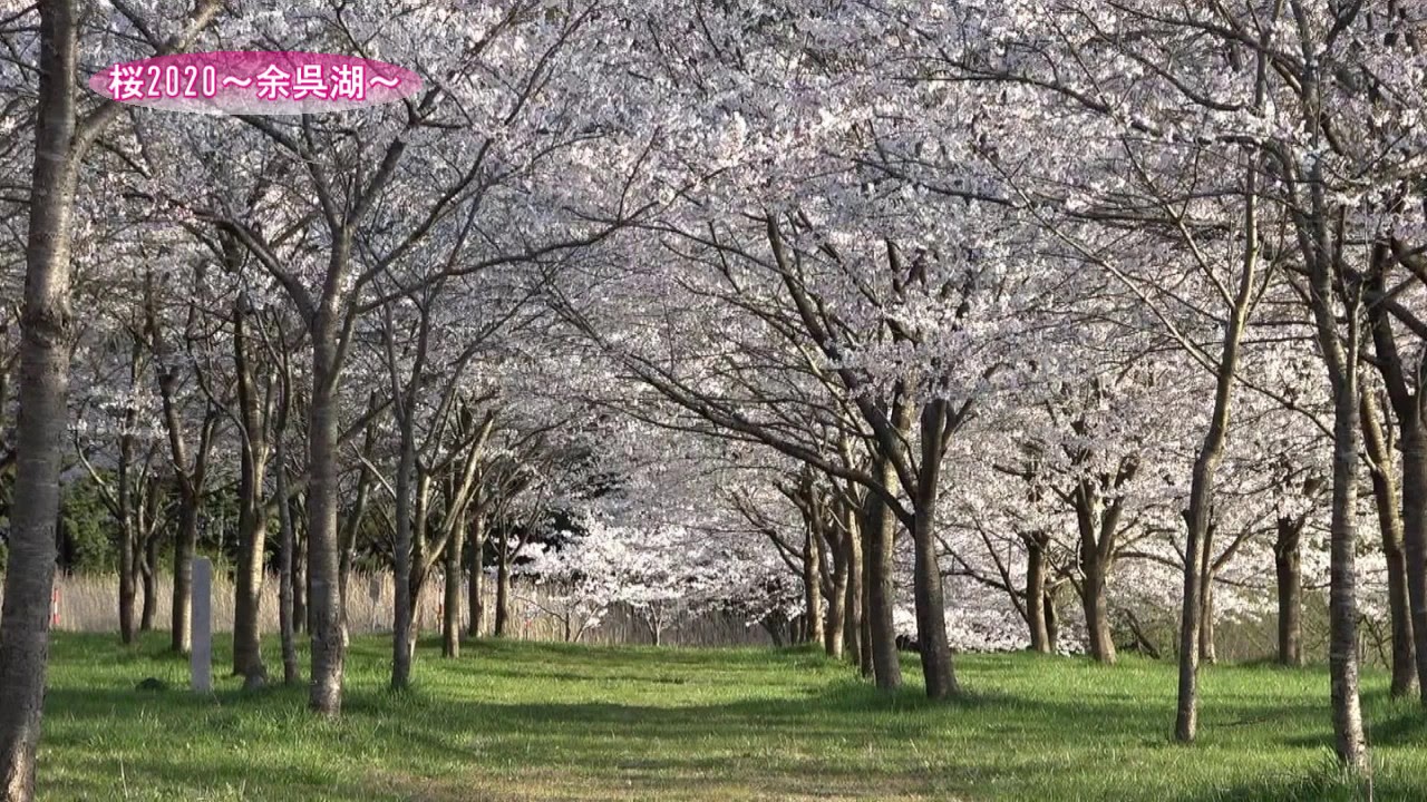 桜 余呉湖 Youtube