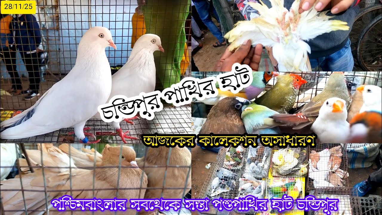 চন্ডিপুর পাখির হাট।। Chandipur pet's market price update New Video #chandipurpakhirhat 
