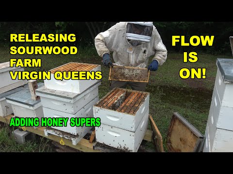Releasing Virgin Queens and Installing a Super S9E24 #beekeeping