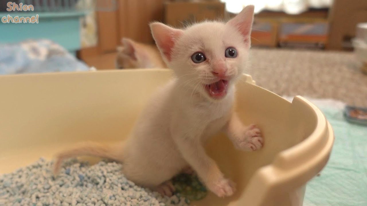 【生後31日】初めての自力トイレのあと「できたよ！」と報告してくれる子猫…ハプニングも発生💦