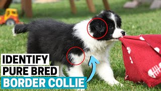 How to Identify a Pure Bred Border Collie Puppy?