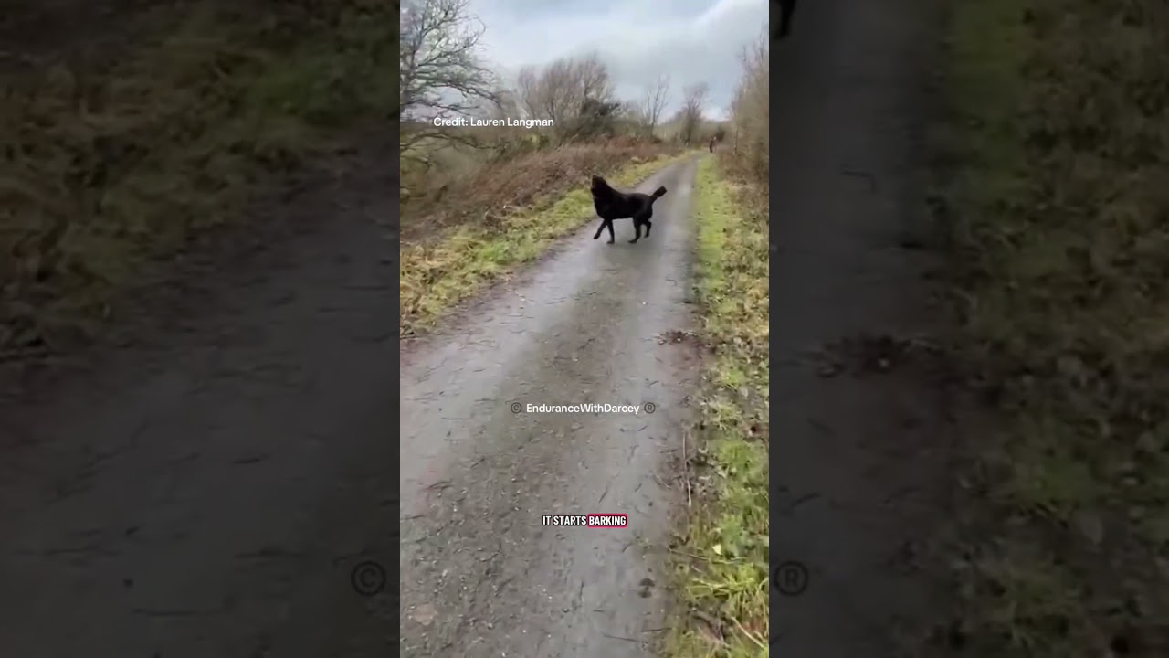Dog and horse incident in Devon. #horse #horseriding #dog #equestrian #doglife #dogtraining #pets