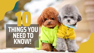 10 THINGS TO KNOW BEFORE GETTING A TOY POODLE IN 2023 | Toy Poodle Breeder