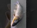 صيد سمك الكارب كارب فحل Carp Fishing صيد سمك الكارب كارب فحل Carp Fishing