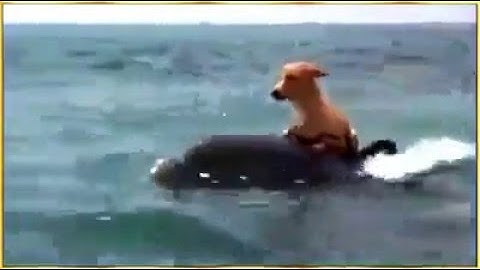 Cá heo cứu chó thoái khỏi đàn cá mập trắng