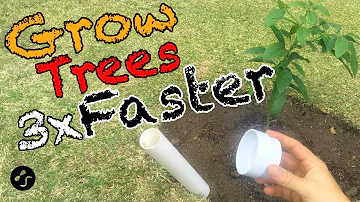 How fast do ficus trees grow per year?