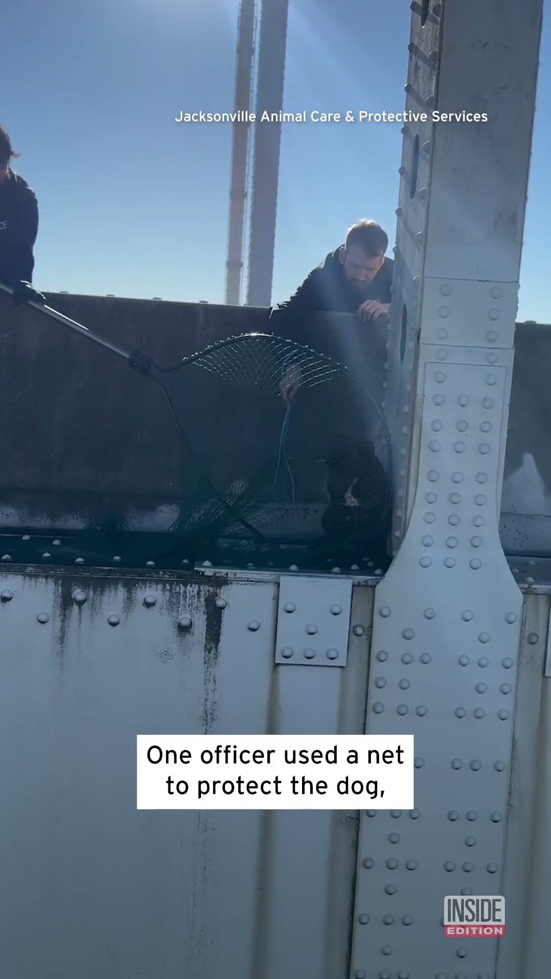 Scared Stray Dog Rescued From Florida Bridge #shorts