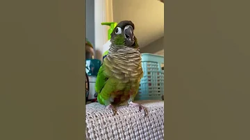 Lulu Can Popipo 