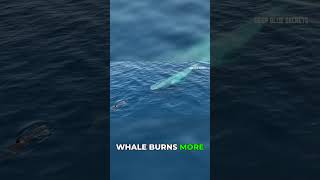 The Dangerous Truth: Blue Whales Can Starve!