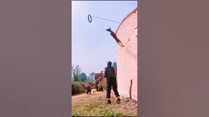 Dogs That Fly - Malinois & Alsatian Dogs Show Their Jumping Agility   #Shorts - DayDayNews