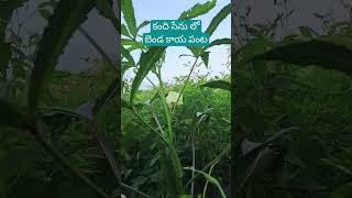 farming fromnature కంది సేను లో బెండ కాయ పంటలు. పూర్తి సేంద్రియ వ్యవసాయం