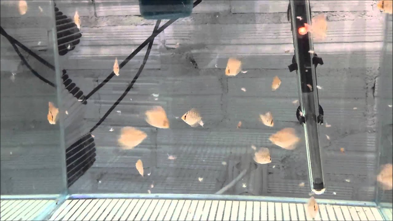 Criadero Propio de Discos Turquesa Tiger-(Pety Acuariofilia - acuapety.com)