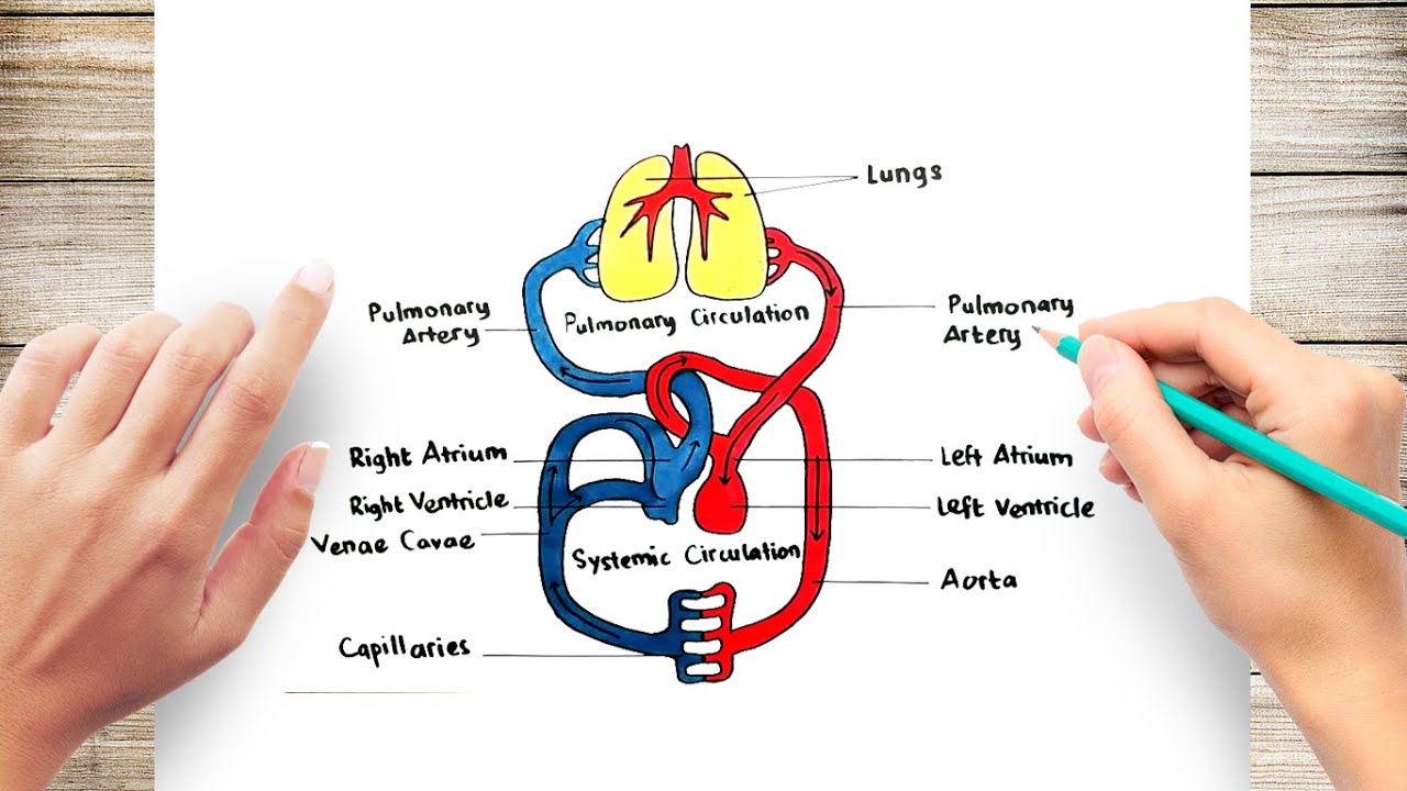 human circulatory system diagram labeled basic