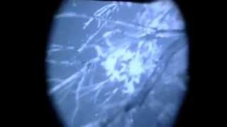 UFO OVNI Night Vision - High Strangeness - NY USA - EZIKEL 8