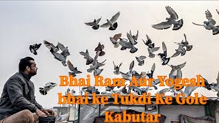 Bhai Ram Ji Aur Yogesh Bhai ke Tukdi Ke Gole Kabutar Delhi | X Fighter Birds