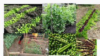 SMALL VEGETABLE GARDEN IDEAS//SelfReliant Living//Why you need to be gardening more#gardening
