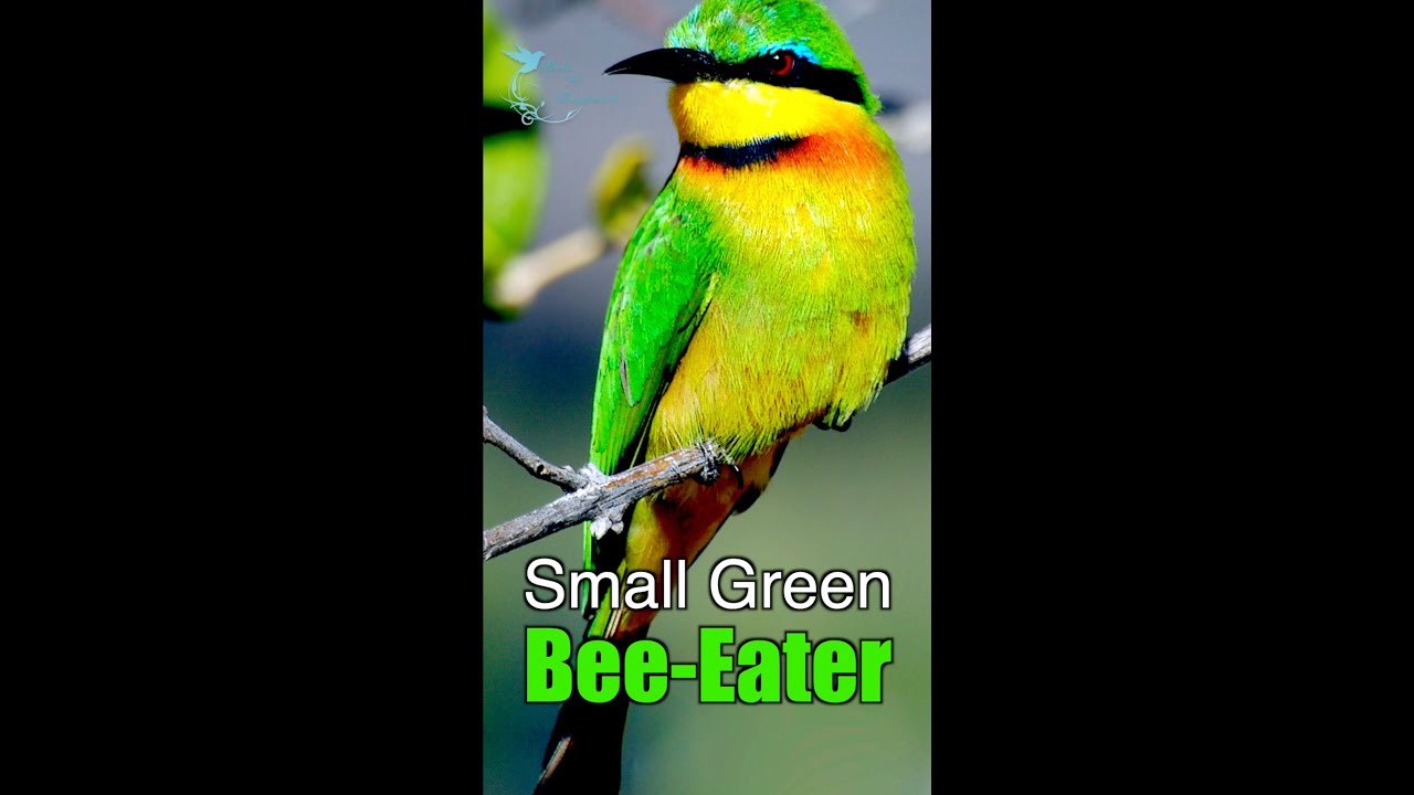 Discover the SECRET Life of Small GREEN Bee Eaters!