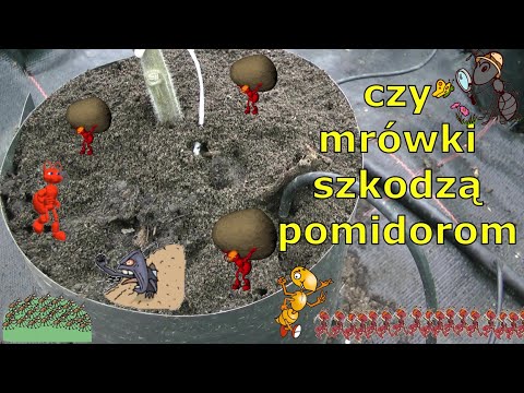 Wideo: Dlaczego Czerwone Mrówki Są Szkodliwe?