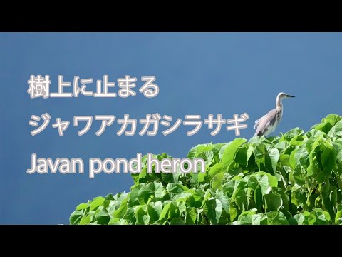 【樹上に止まる】ジャワアカガシラサギ Javan pond heron