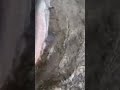 Прикол про рыбалку. Юмор для рыбаков. 18+  #поживёмполовим #прикол #рыбалка #юмор #кан #таймень