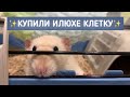 КУПИЛИ ИЛЮХЕ ДРУГУЮ КЛЕТКУ | ИНГАЛЯЦИИ ДЛЯ КРЫС | КАК ДЕЛА У МОИХ КРЫС