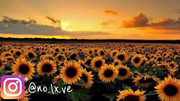 Secret Crates - Springtime Stroll [Music Video]