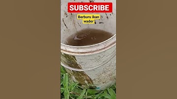 Mancing ikan Wader #mancing #mancingikanwader #mancingwader #ikanwader #viral #viralvideo #shorts