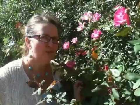 Medicinal Minute: Rose (Rosa species)