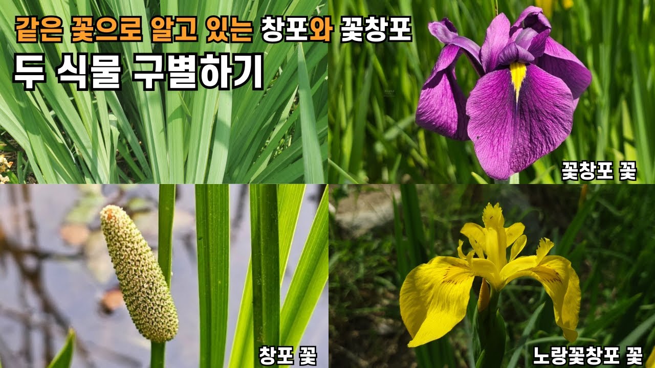 같은 꽃으로 알고 있는 창포와 꽃창포 - 두 식물 구별하기 - YouTube