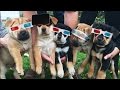 A 360 Degree View Of Puppies Playing