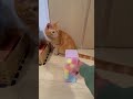 Reverse Time Marble Run — So Satisfying to Watch! 🌀🐾 #asmr #cat #marblerun #satisfyling #relaxing
