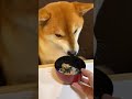 お蕎麦の食べ方分からなくて海苔がくっついちゃった犬。
