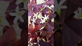 Oxalis Triangularis / False Shamrock / Butterfly Plant
