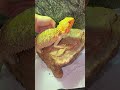 トカゲの目にまた異変が起きてしまいました…