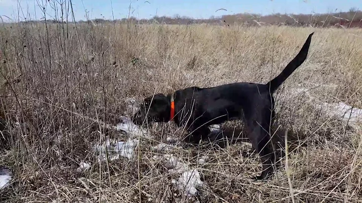 Pointing lab Lady 7 mo old