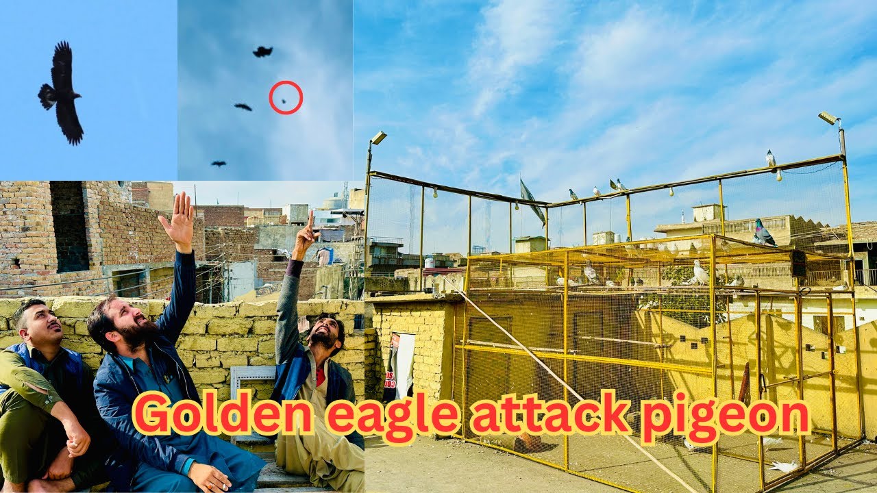 Golden eagle attack pigeon 😱| Dar pigeons club | 