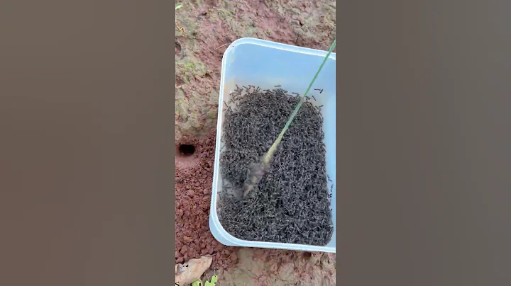 Amazing iQ - Brave man uses bullet ants to catch centipede in hole