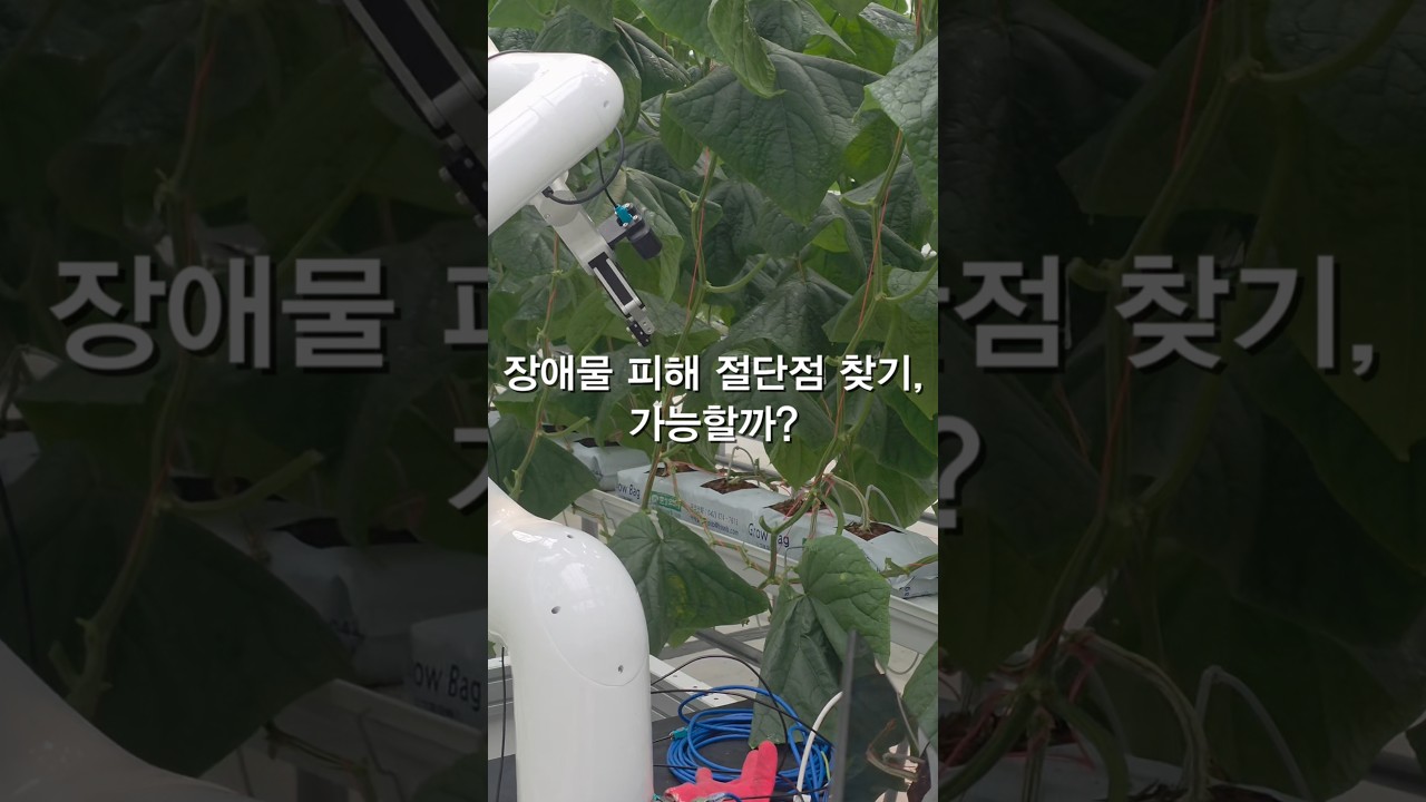 [WIM Robotics] 오이 잎 사이 숨은 절단점, 로봇이 정확히 찾아낼까? Can a Robot Find the Exact Cutting Point?