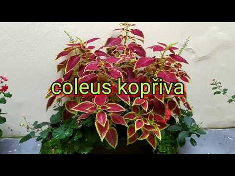 Video: Coleus - Okrasna Kopriva