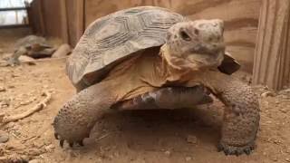 Hibernation season is on the way for arizona's desert tortoises, so
it's time a pre-hibernation checkup. learn why important to make sure
your deser...