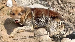Homeless Dog STUCK in Concrete was waiting for help for 2 DAYS 😢 Animal Rescue by Awesome Animals 9,064 views 5 months ago 8 minutes, 4 seconds