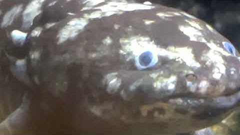 Giant salamander emerald tree boa rainforest jungle snake